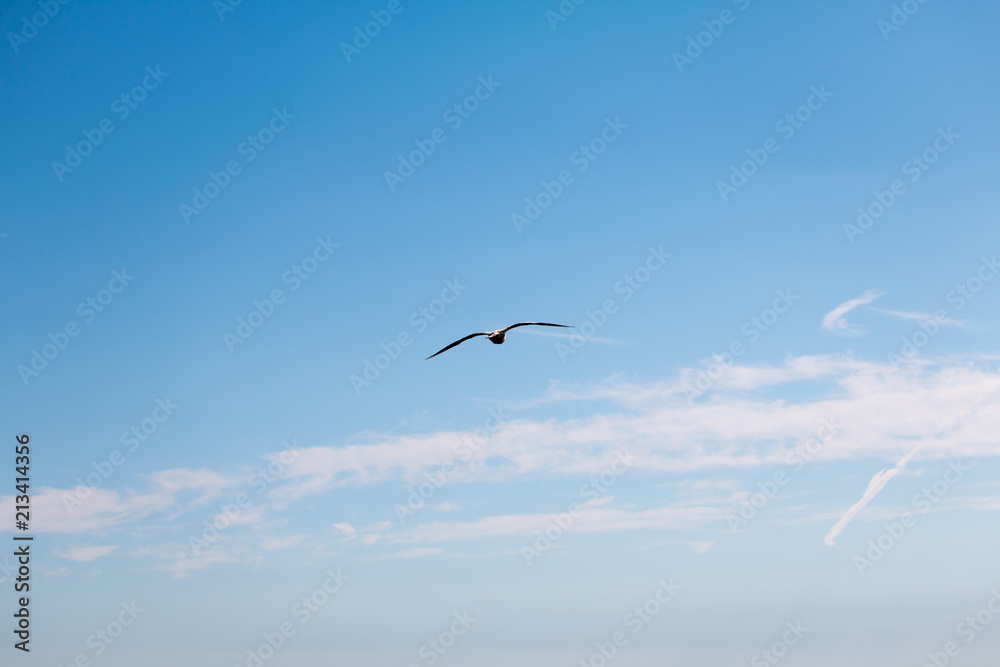 Obraz premium single seagull in the blue sky