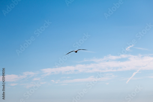 single seagull in the blue sky