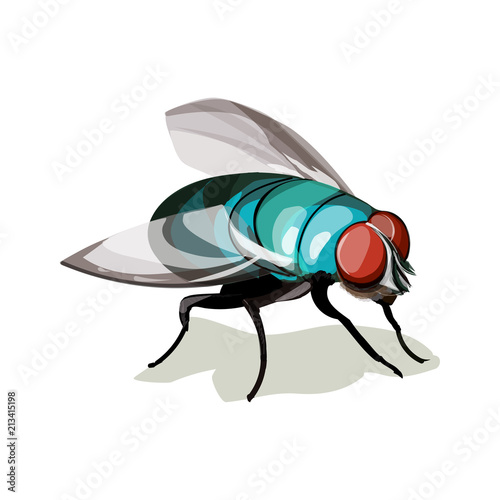 Vector illustration realistic Fly Diptera. Colorful domestic fly.
