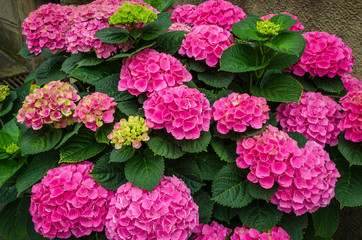 Poster Bloemen Roze hortensia bloem close-up  © Olena Zn