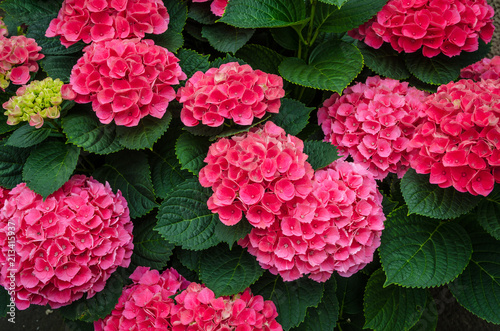 Obraz na płótnie Pink Hydrangea flower w salonie