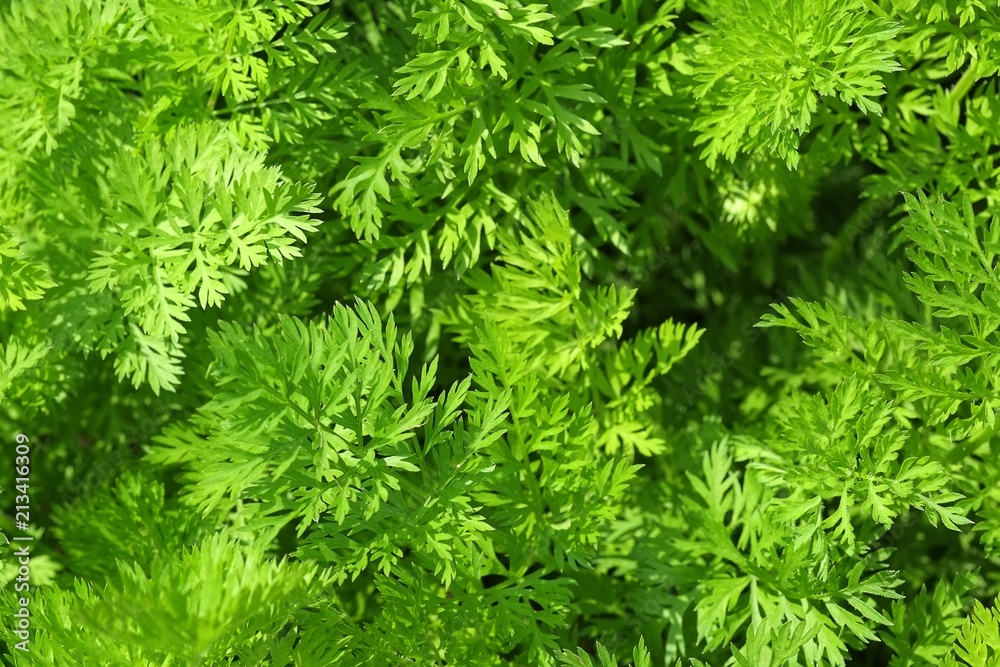 Green garden bed with fresh dill Green garden bed with fresh dill
