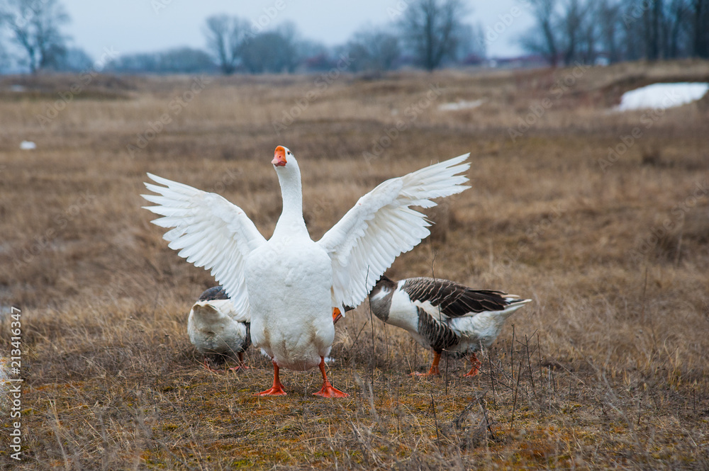 Goose by the river