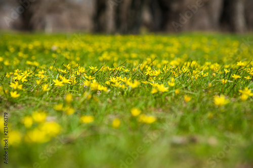 Field of spring flowers