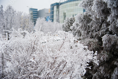 Snow-covered trees in a city park photo