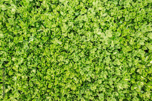 Common Box - Buxus sempervirens. View from above. Green foliage carpet background. © drimafilm