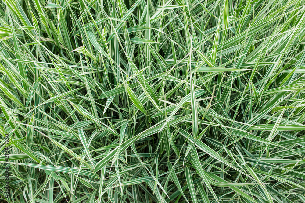 Carex morrowii ‘Ice Dance’ - Ice Dance Sedge - Green and white long grass evergreen sedge with white and green striped foliage. Carex morrowii ‘Ice Dance’ - Ice Dance Sedge - Green and white long grass evergreen sedge with white and green striped foliage.