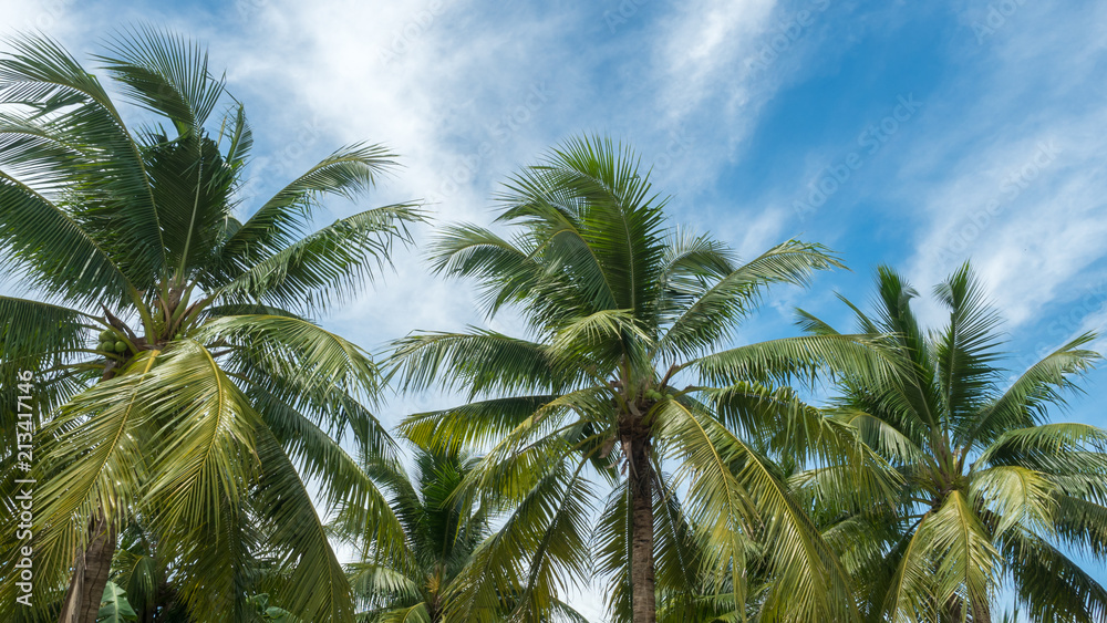 coconut and blue sky nature background