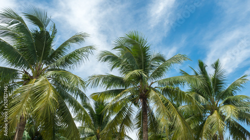 coconut and blue sky nature background