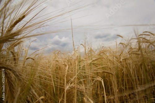 Wheat field. Ripe spikelets.