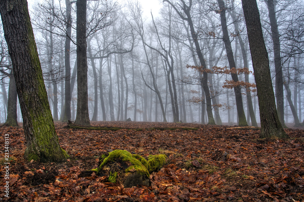 Fototapeta premium Fog in the Beech Forest in Winter Time