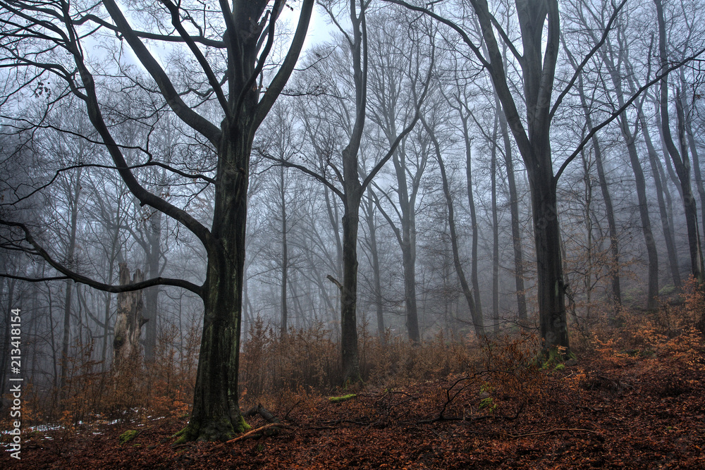 Fog in the Beech Forest in Winter Time