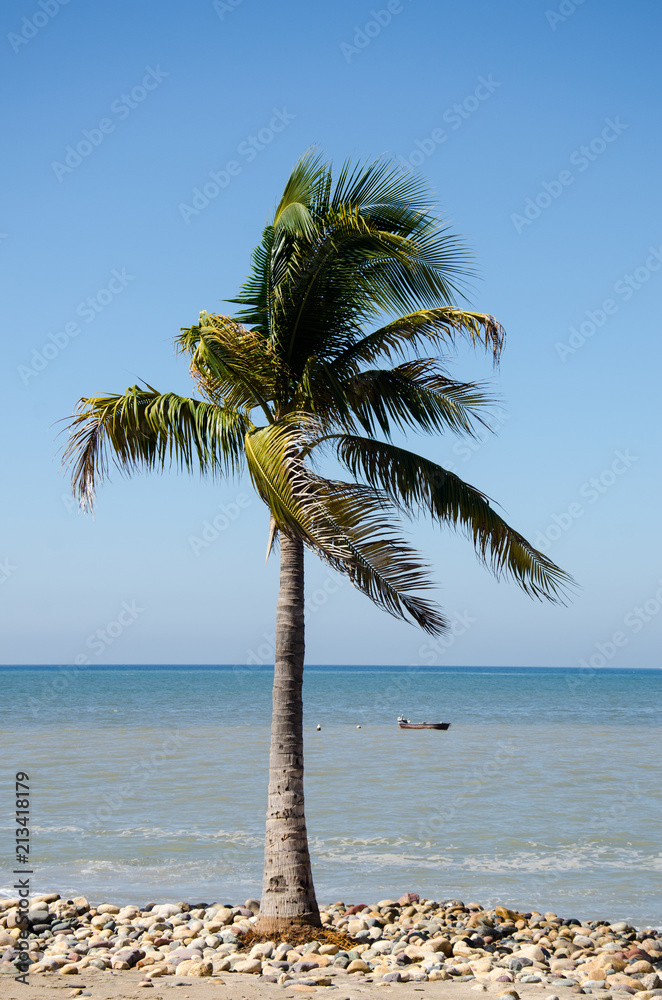 Lone palm tree on a rocky beach with an empty boat in the sea in the background in Puerto Vallarta, Mexico