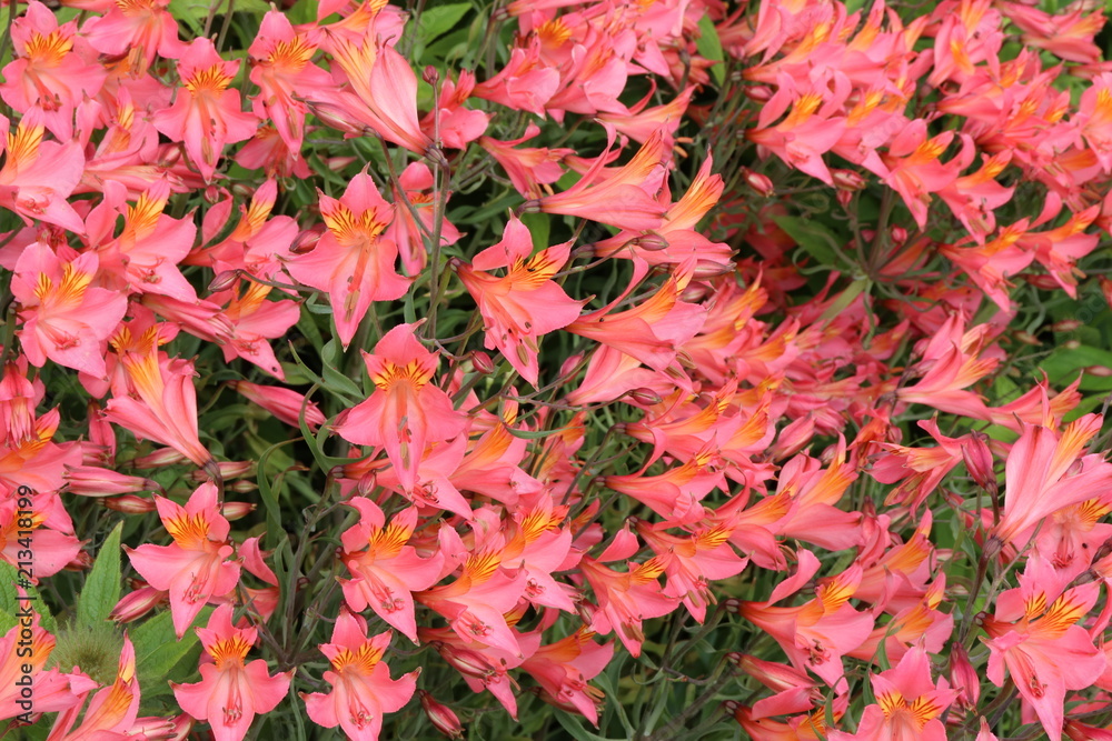 Close up of pink flowers Close up of pink flowers