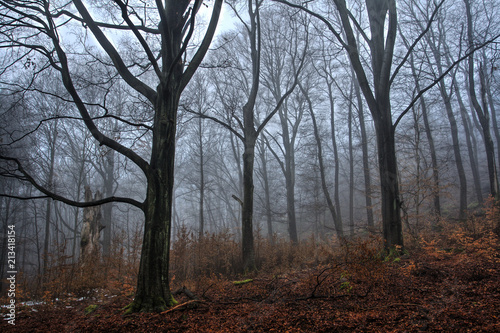 Fog in the Beech Forest in Winter Time © SaKaLovo