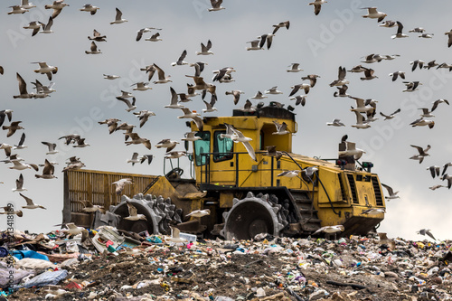 Birds looking for food mob a landfill bulldozer 