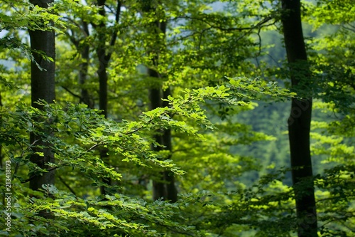 Sunlight in the Green Beech Forest