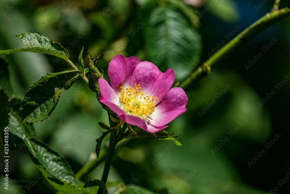 A Beautiful Flower A Beautiful Flower