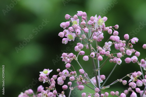 Close up of small pink flowers