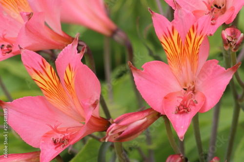 Close up of pink flowers