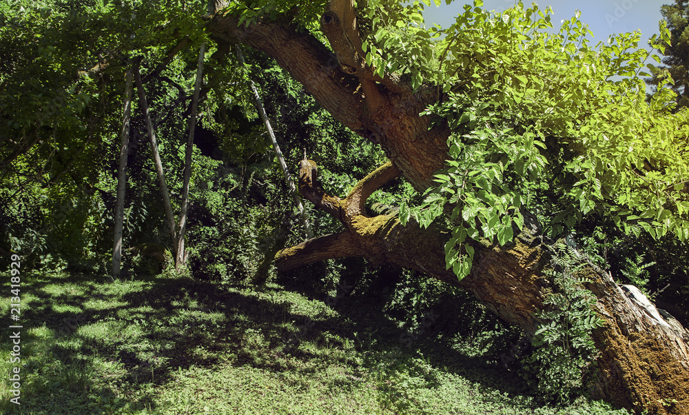 forest trees. nature green wood sunlight backgrounds forest trees. nature green wood sunlight backgrounds