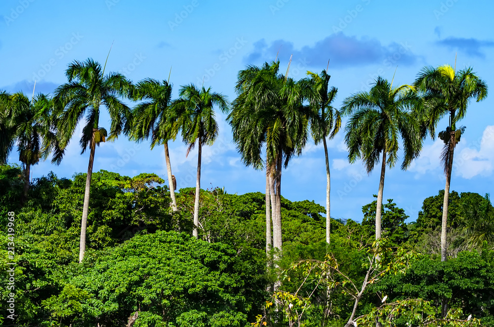 Palm trees in Dominican Republic