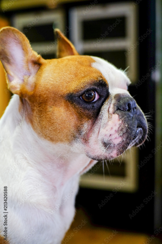 french Bulldog