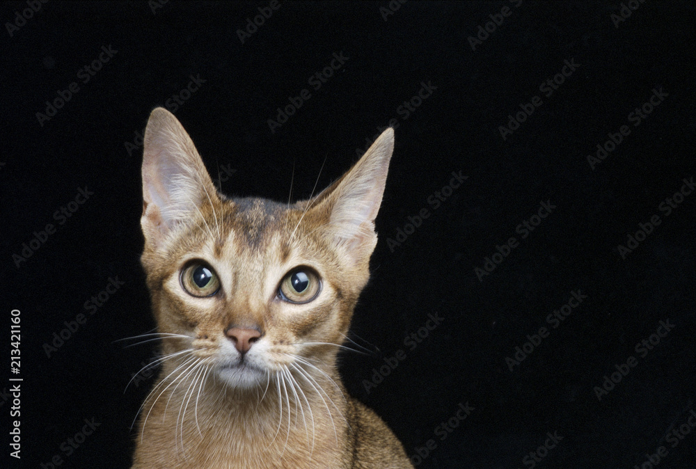 Cat portrait on black ground face looking straight ahead
