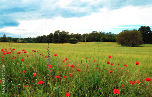 Green meadow full of poppies