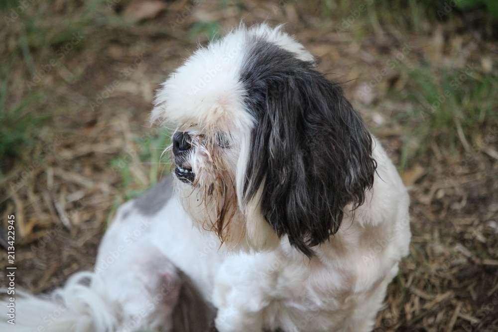 Old Puppy Old Puppy