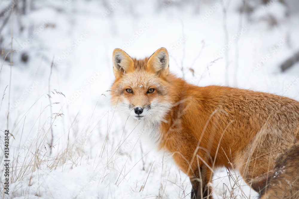 Red Fox, Canada Red Fox, Canada