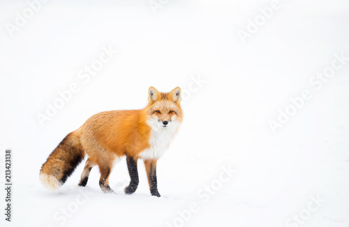 Obraz na plátně Red Fox, Canada