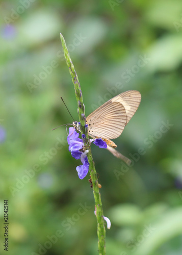 Beautiful butterfly resting on a purple flower in the rainforest of São Tomé and Príncipe
