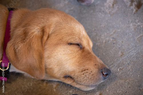 Sleeping Red Lab Puppy