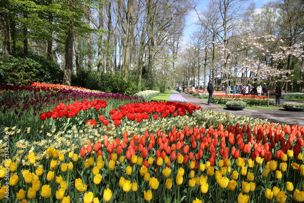 Flowers in Keukenhof Garden, Netherlands Flowers in Keukenhof Garden, Netherlands