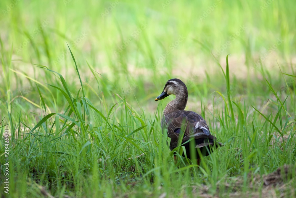 49 最適な 合鴨農法 画像 ストック写真 ベクター Adobe Stock