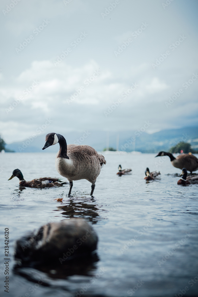 Fototapeta premium Birds in the lake