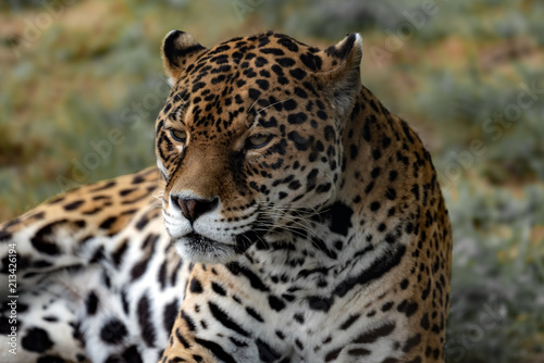 Beautiful jaguar portrait. 