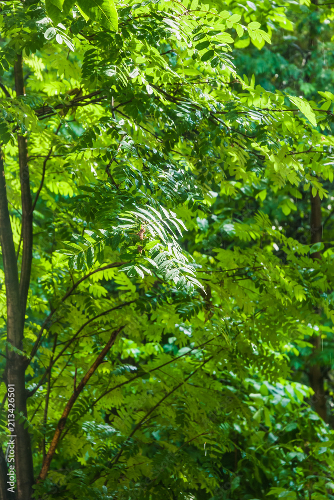 The rain outside the window, a sunshower or blind rain. The sun shines. Wet Rowan trees The rain outside the window, a sunshower or blind rain. The sun shines. Wet Rowan trees