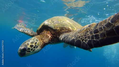 Just swimming with this beautiful turtle on the coast of Maui in Honolua Bay.