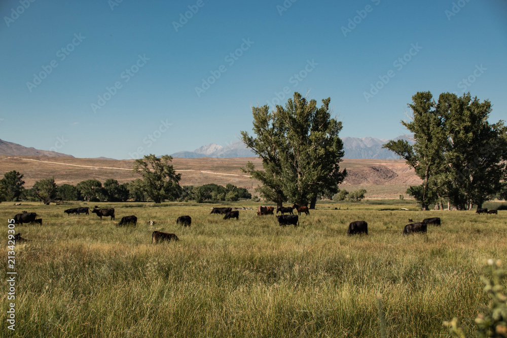 Cattle Ranching