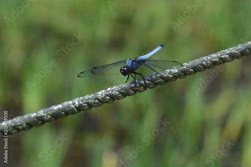 Dragonfly / Orthetrum triangulare melania / Male photo