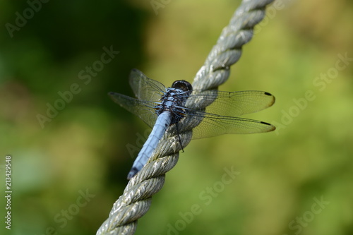 Dragonfly / Orthetrum triangulare melania / Male photo