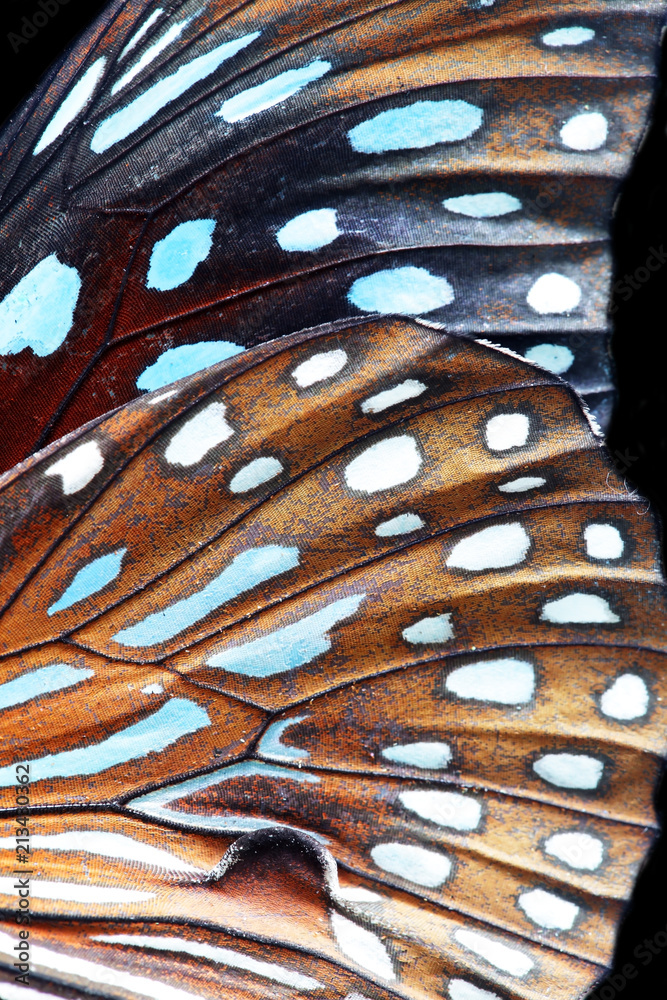 colorful butterfly wings close up