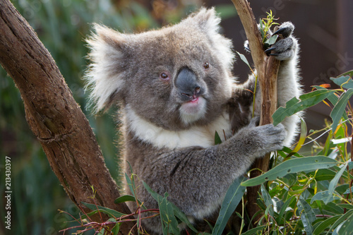 Koala Looking at Camera