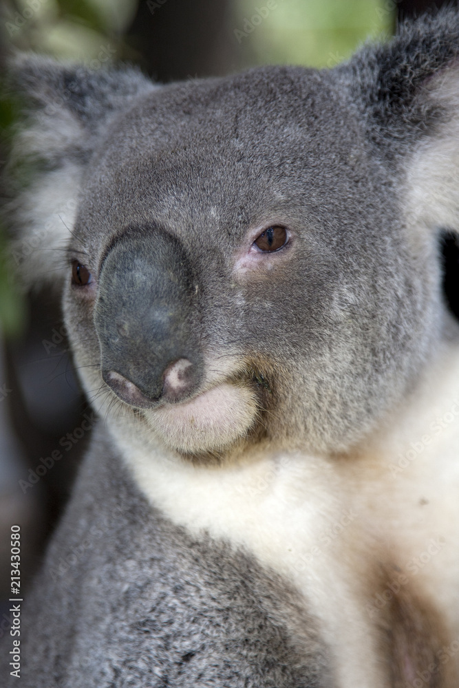 Obraz premium Koala