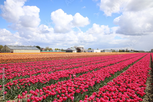 Flower fields in Lisse, Netherlands