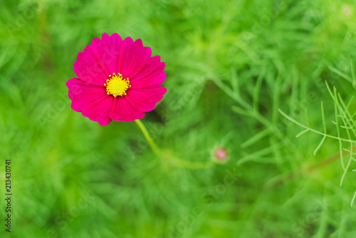 cosmos field in winter