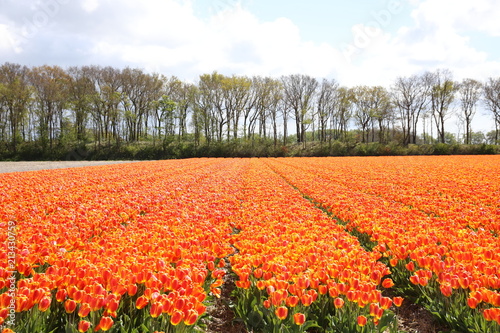 Wallpaper Mural Flower fields in Lisse, Netherlands Torontodigital.ca