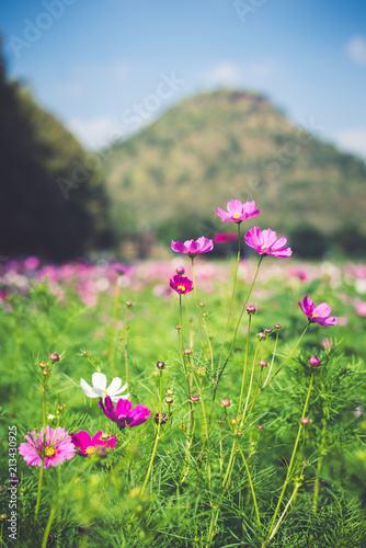 cosmos field in winter